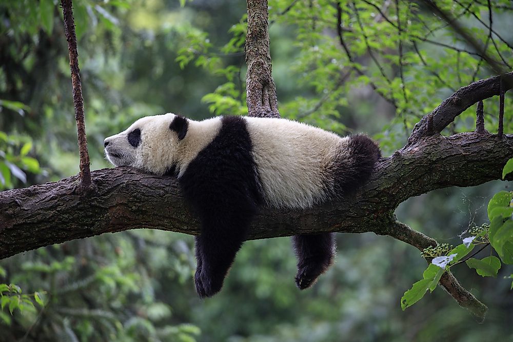 Where Do Pandas Live? - WorldAtlas