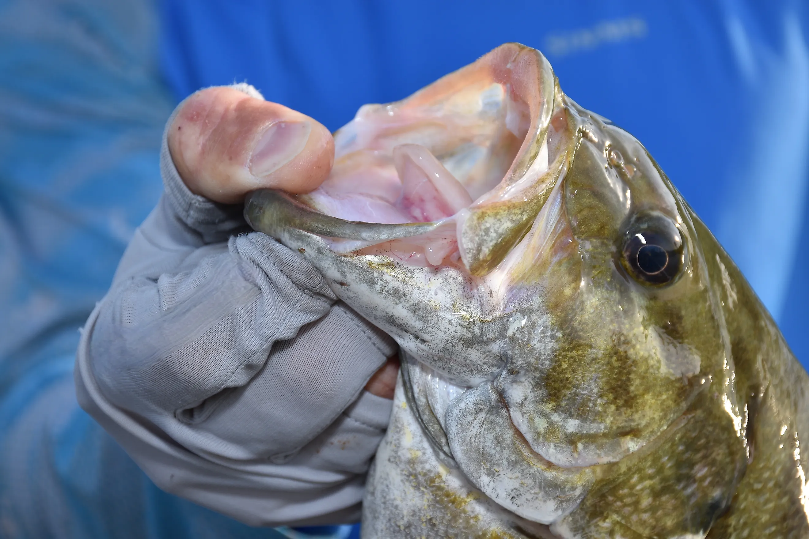 smallmouth bass fished from Lake St. Clair