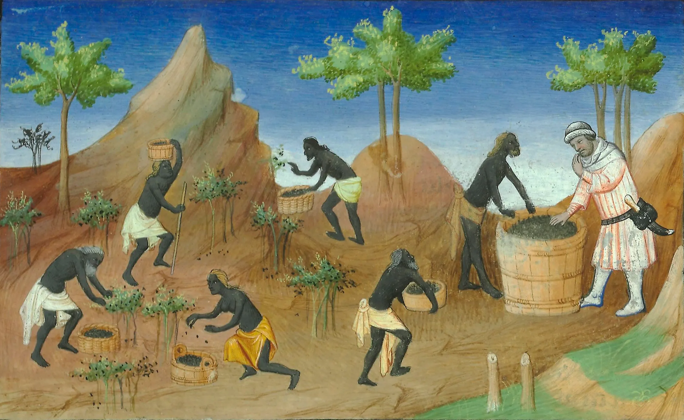 Enslaved people harvesting pepper. Illustration from a French edition of The Travels of Marco Polo. Image credit: Maître de Boucicaut et Maître de Mazarine, Public domain, via Wikimedia Commons.