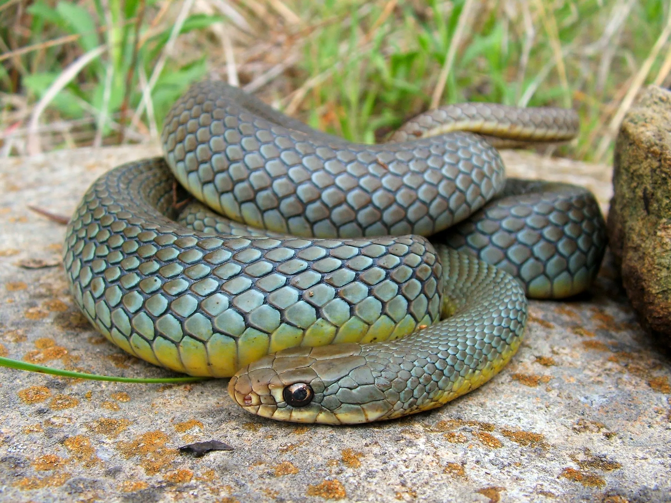 Eastern Yellow-Bellied Racer