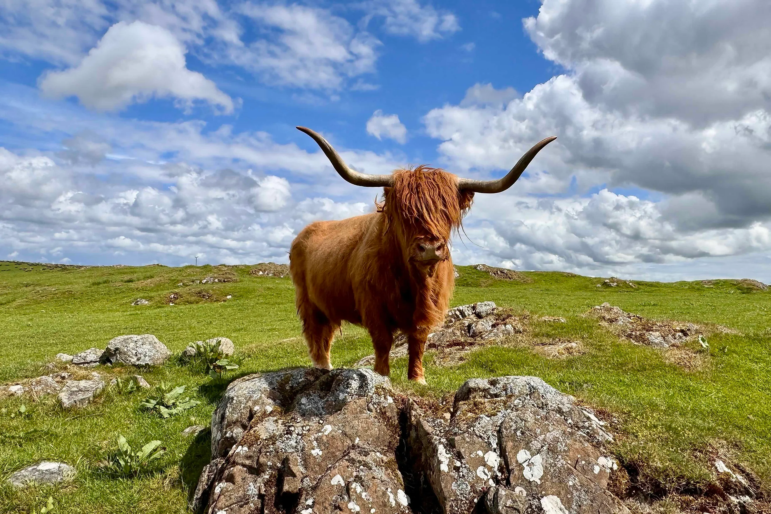 Supermoodle Cairistiona, Highland Cow. Image credit: Bryan Dearsley