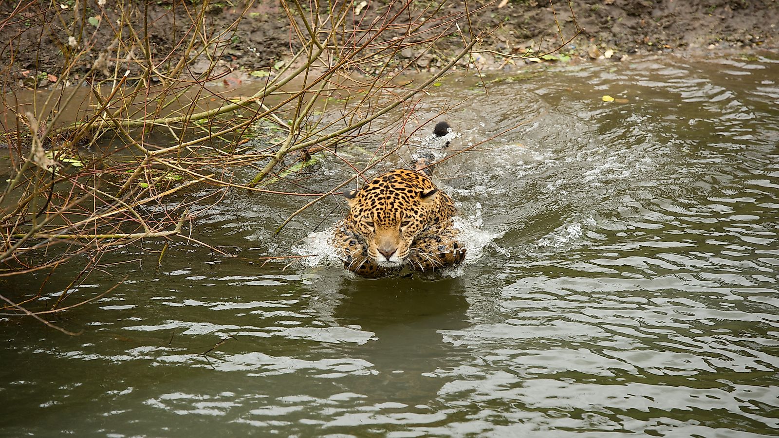 An Island That Produces Jaguars That Go Seafishing WorldAtlas
