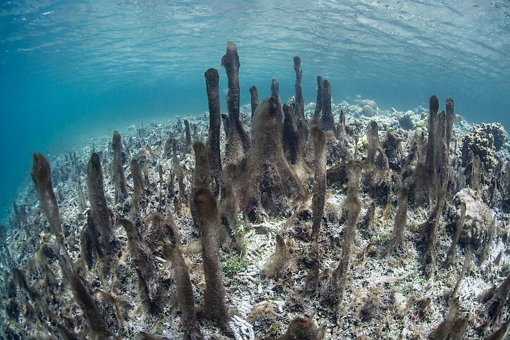 Habitat destruction is a major threat facing species.