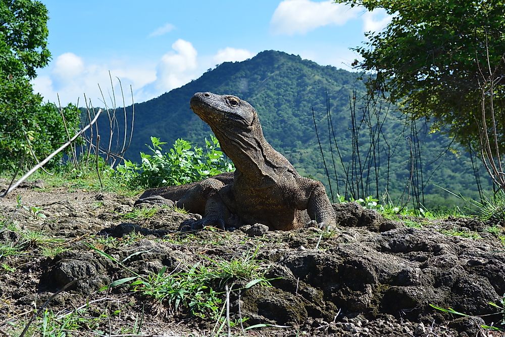 A Komodo dragon in Indonesia.