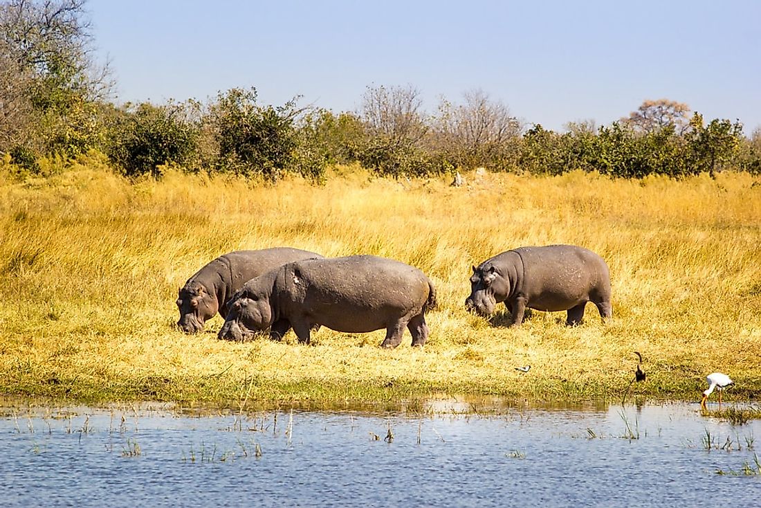 What Animals Live In Africa? - WorldAtlas