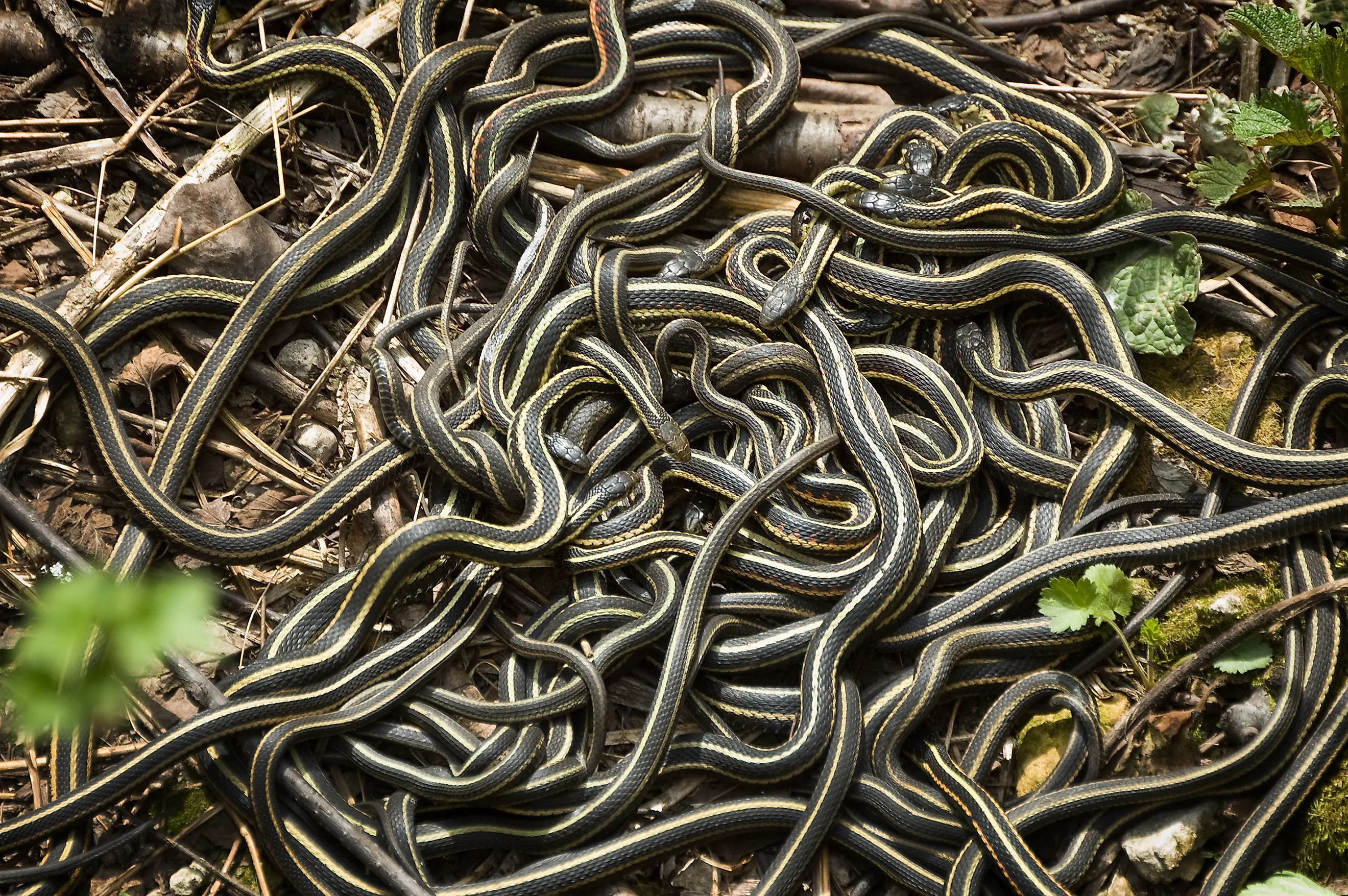 A swarm of red-sided garter snakes (thamnophis sirtalis parietalis)