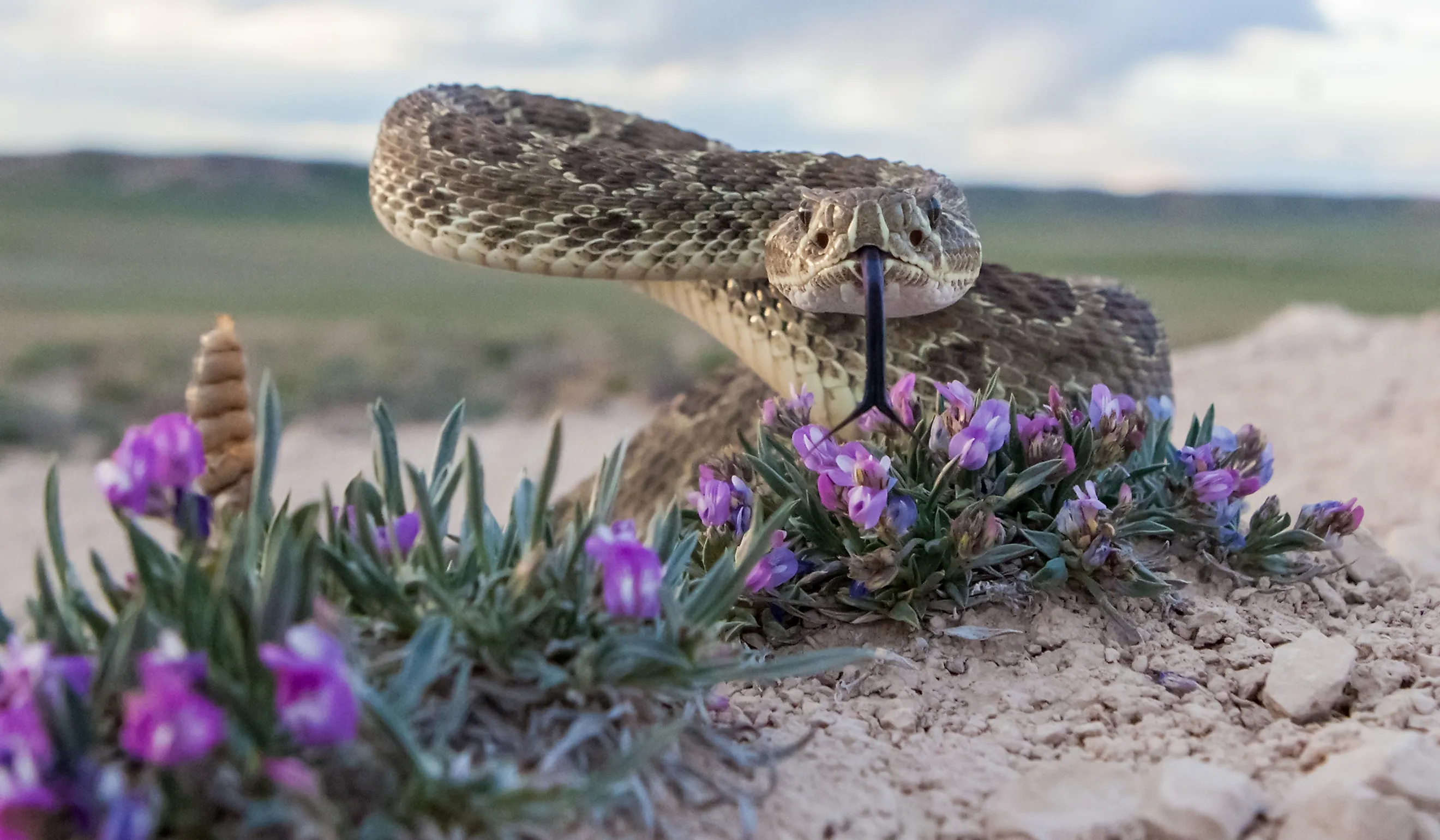 Closeup of a Prairie Rattlesnake.