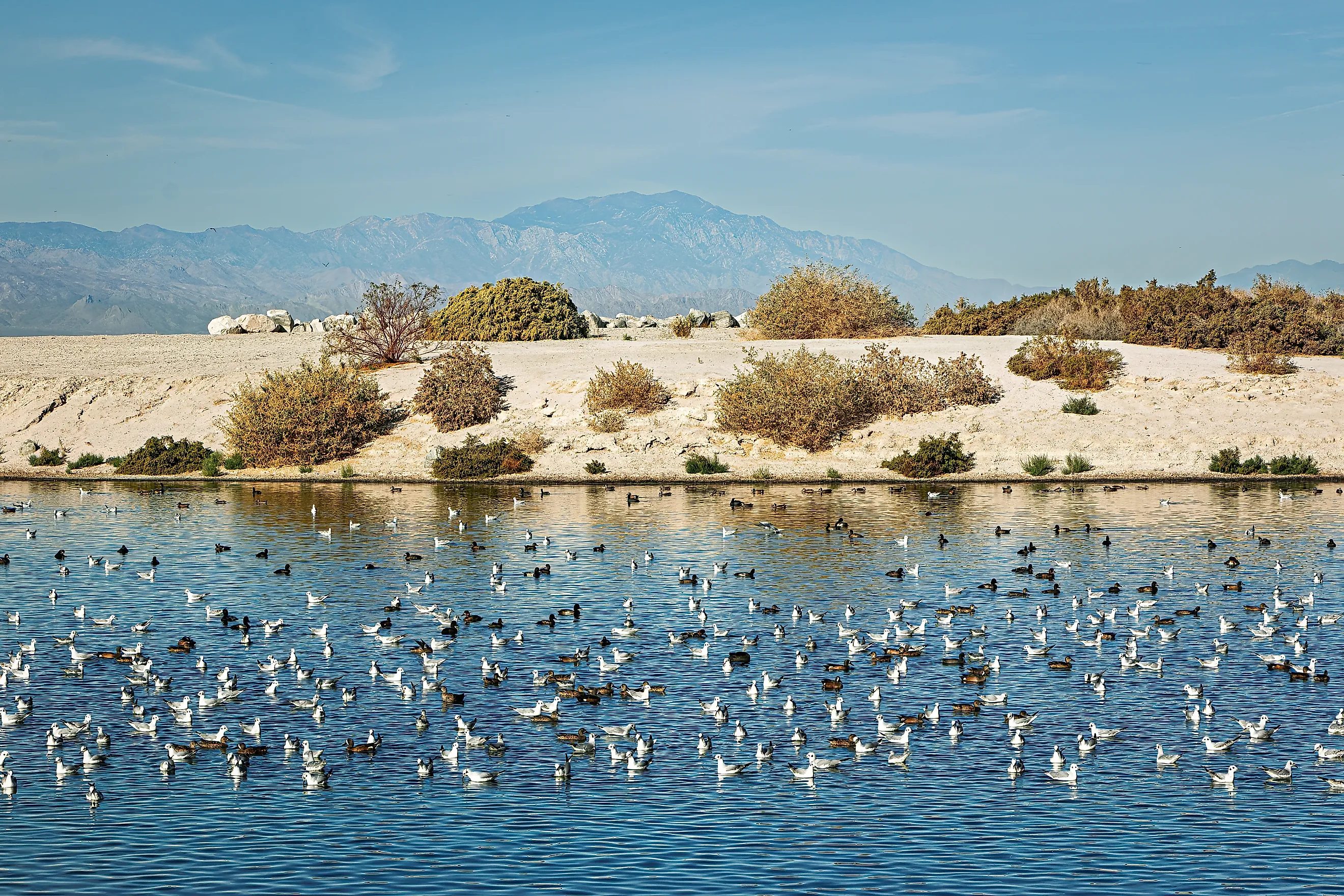 Migratory birds on the coastline of the Salton Sea during spring migration. Image Credits: MaryGavanPhotos via Shutterstock