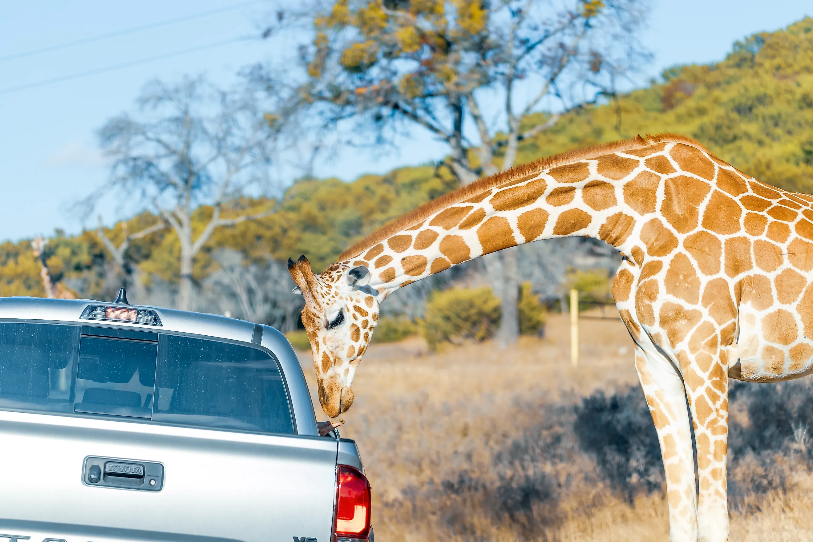 Fossil Rim Wildlife Center, a wildlife park in Somervell County, Texas, USA.