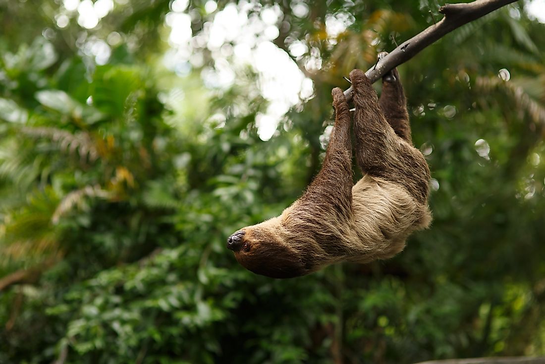 What Animals Live In The Amazon Rainforest Worldatlas Com
