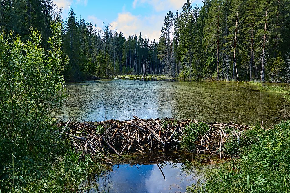 The way that beavers alter their ecosystems, through dam building among other tasks, is an example of "niche construction" in the environment.