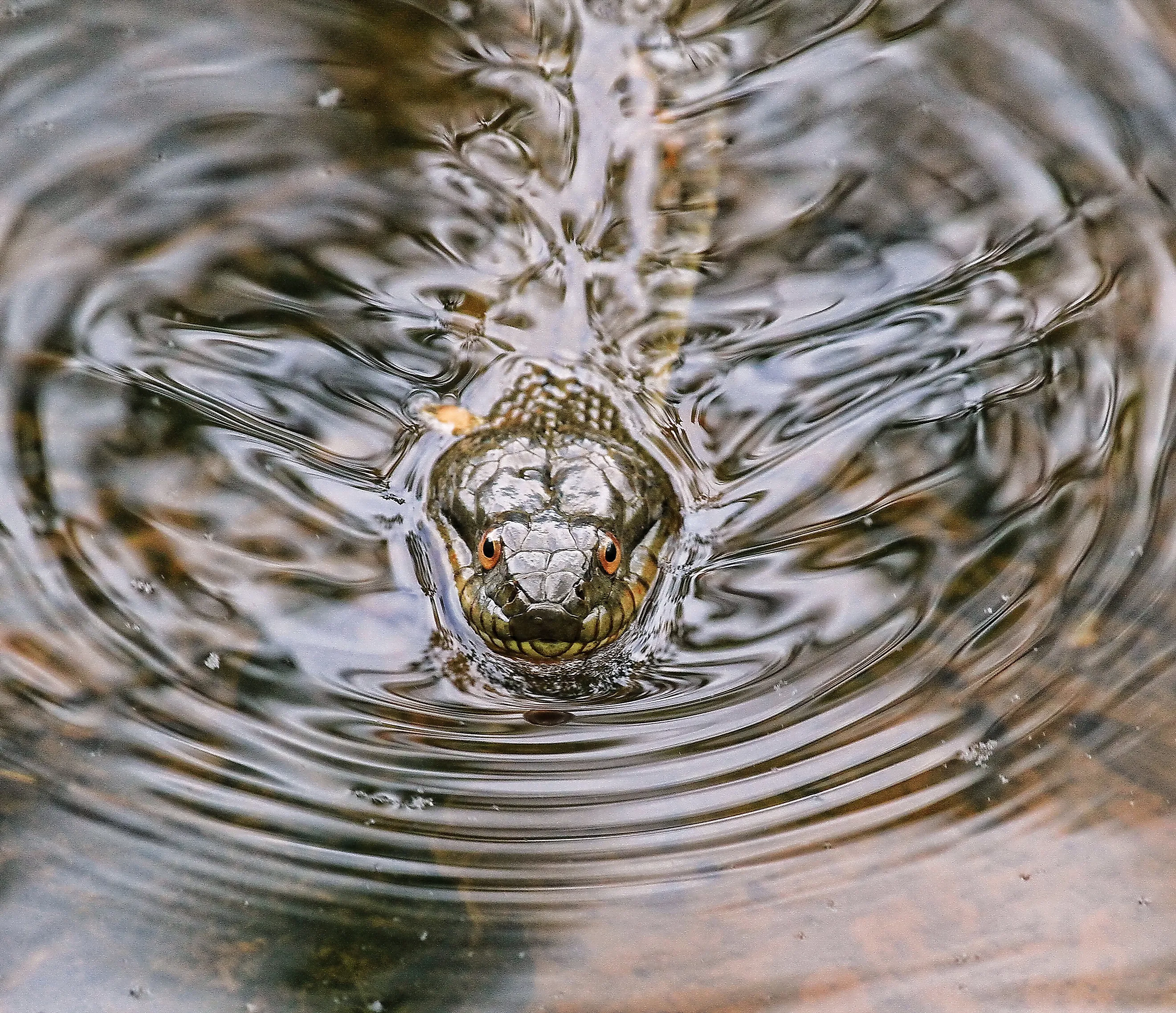 Northern Water Snake Sticking his Head out of the Water. 