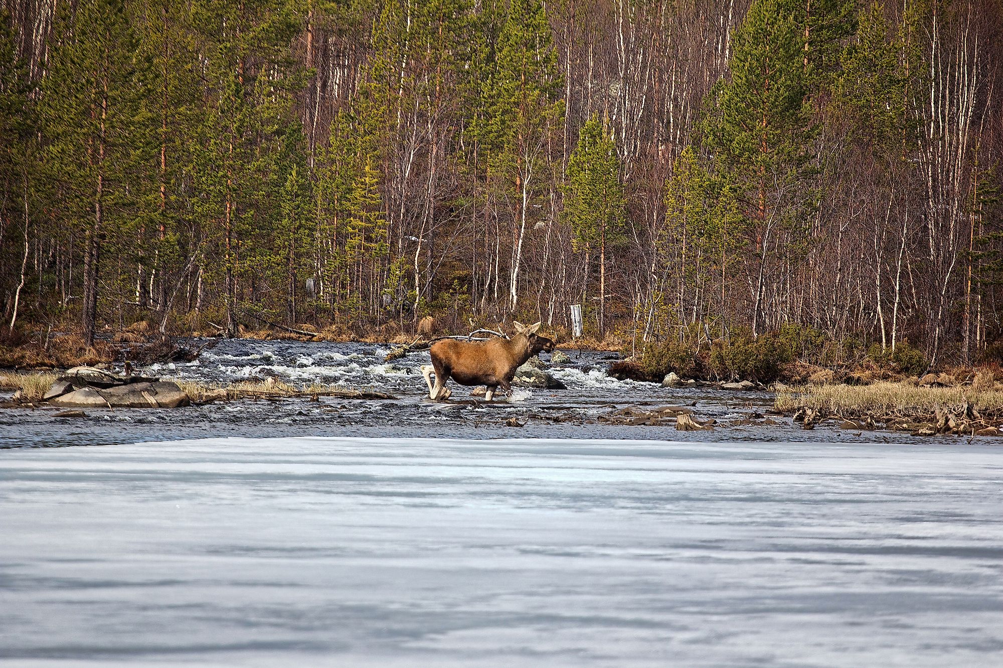 A pregnant female elk in Lapland taiga. Image credit: Maximillian cabinet/Shutterstock.com
