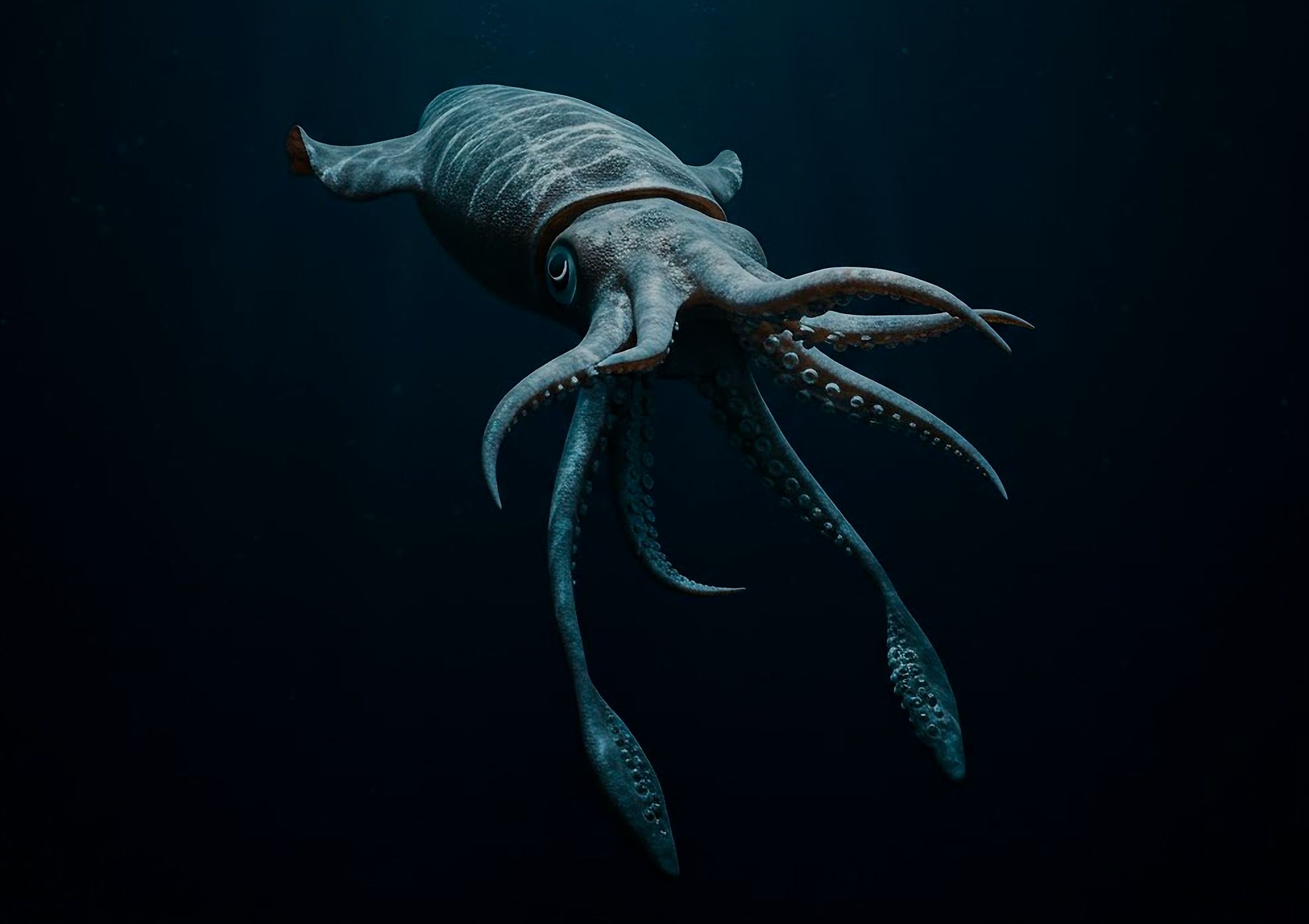A giant squid illustration.