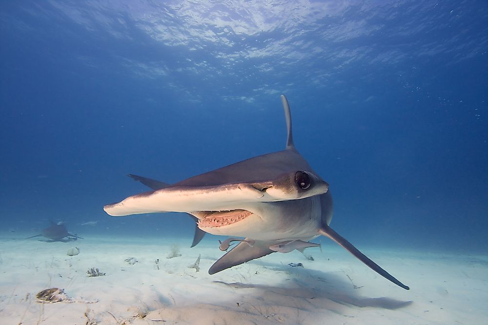 The hammerhead shark has a distinctive appearance.