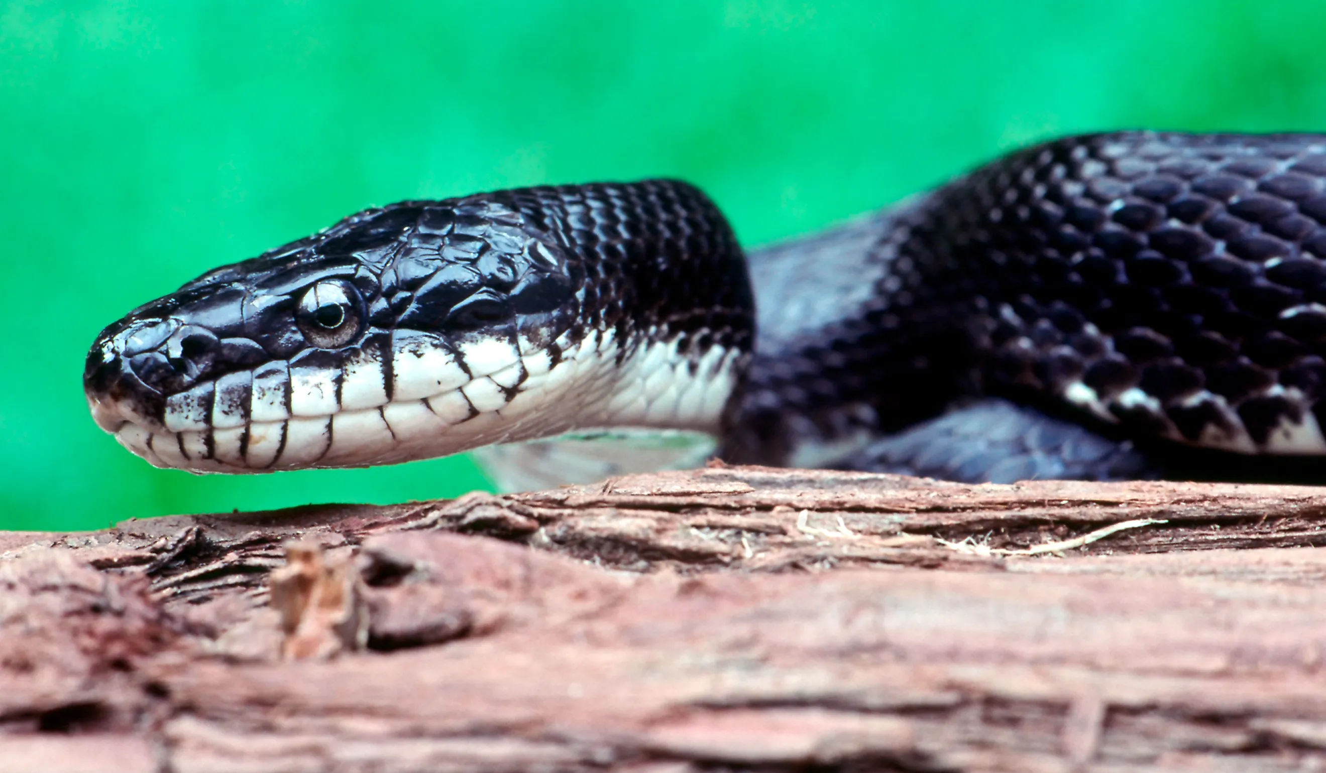 Close-up of a Black Rat Snake (Elaphe obsolete).