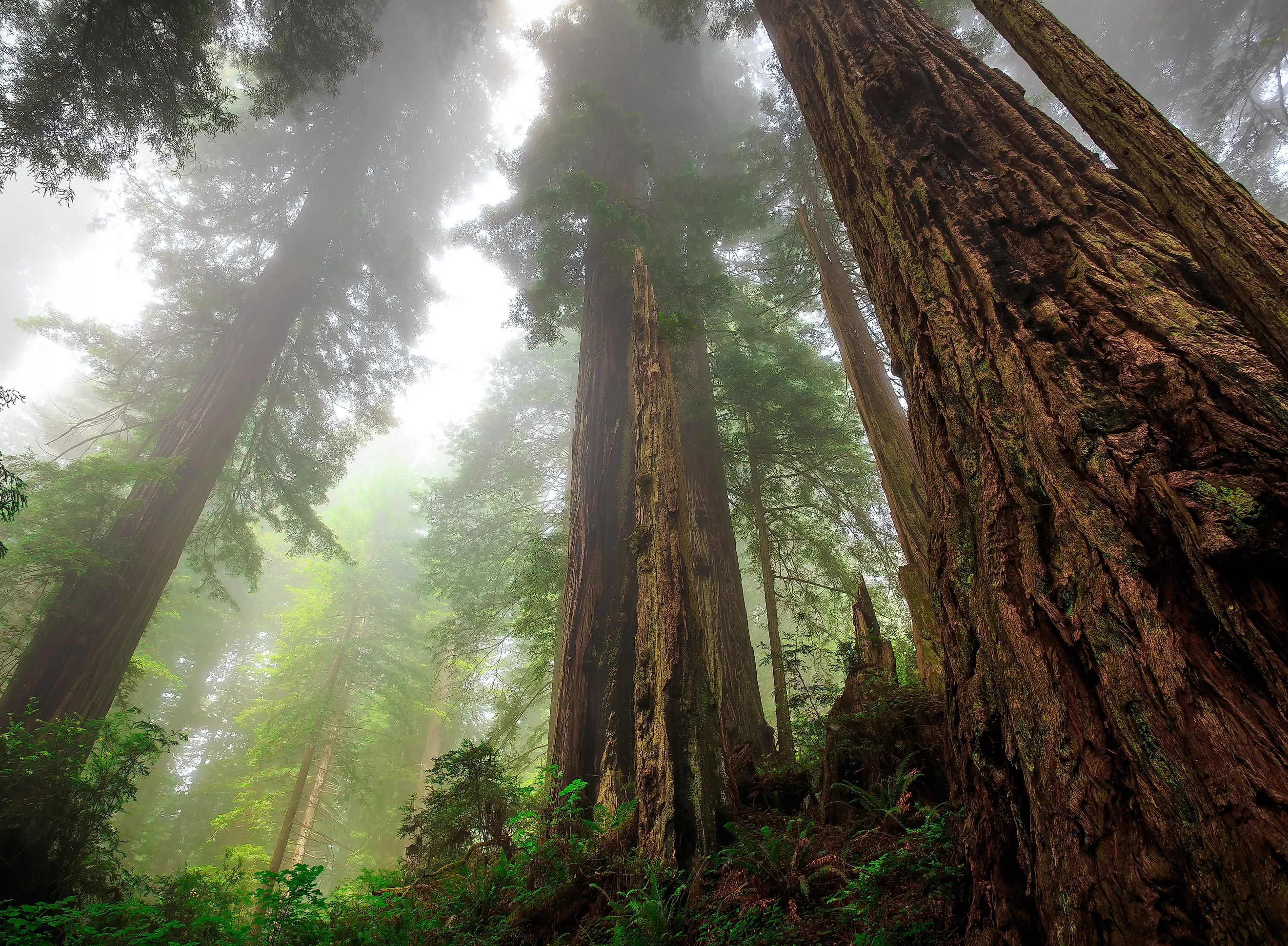 Foggy Light in the Redwoods at Del Norte Coast Redwoods State Park, Redwoods National Park, California. 