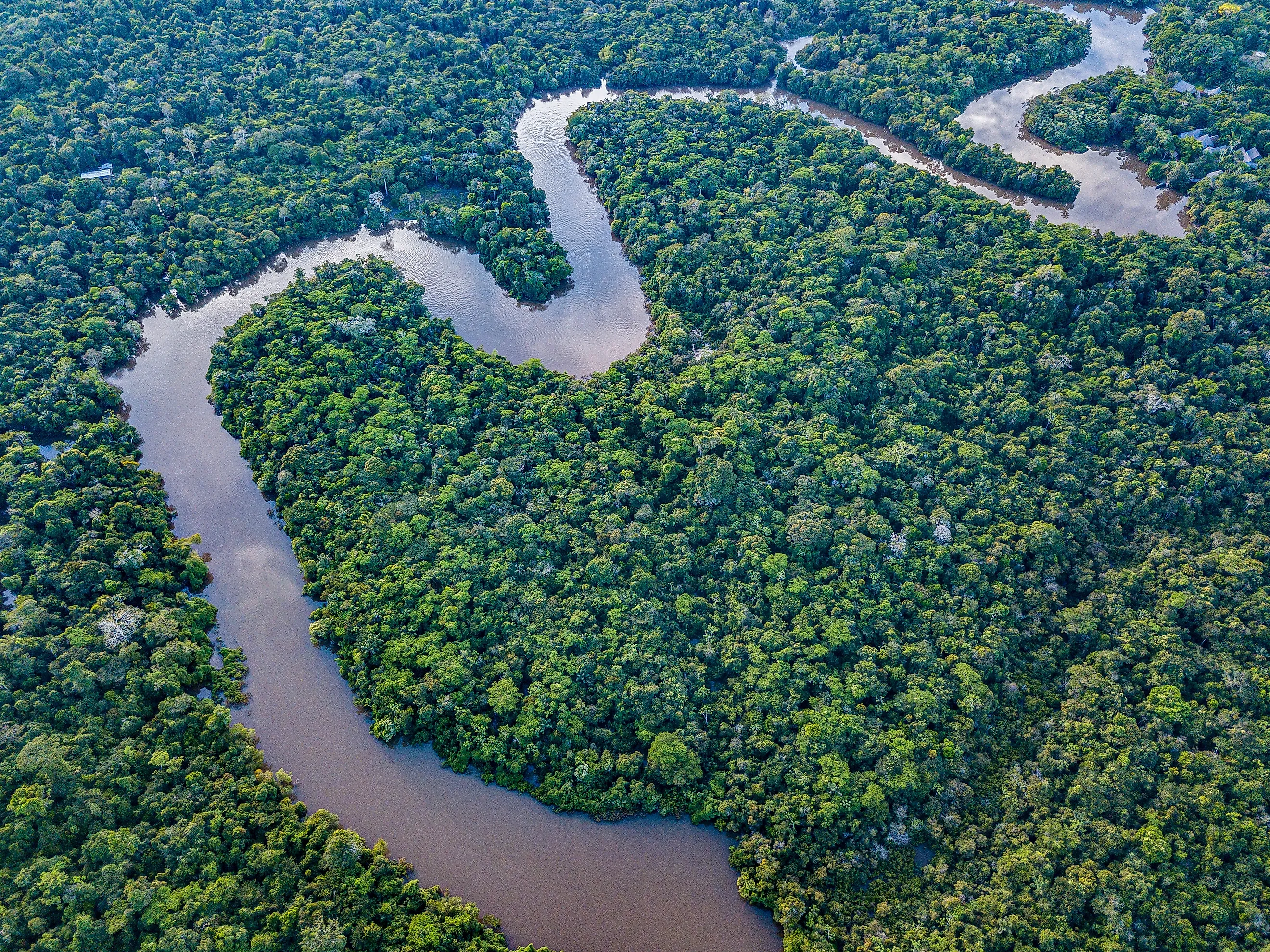 The Amazon River in the tropical rainforest
