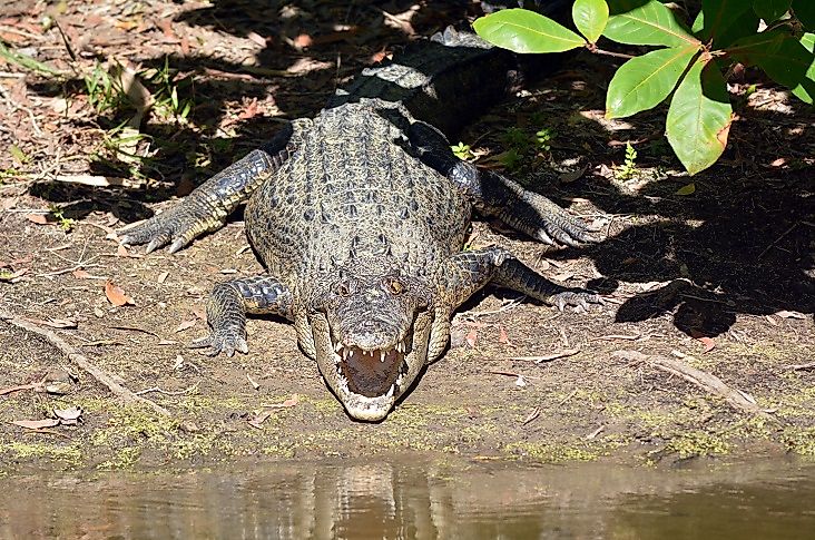 A Saltwater Crocodile along the water's edge in Queensland, Australia, one of the further south regions of the species' habitat range.