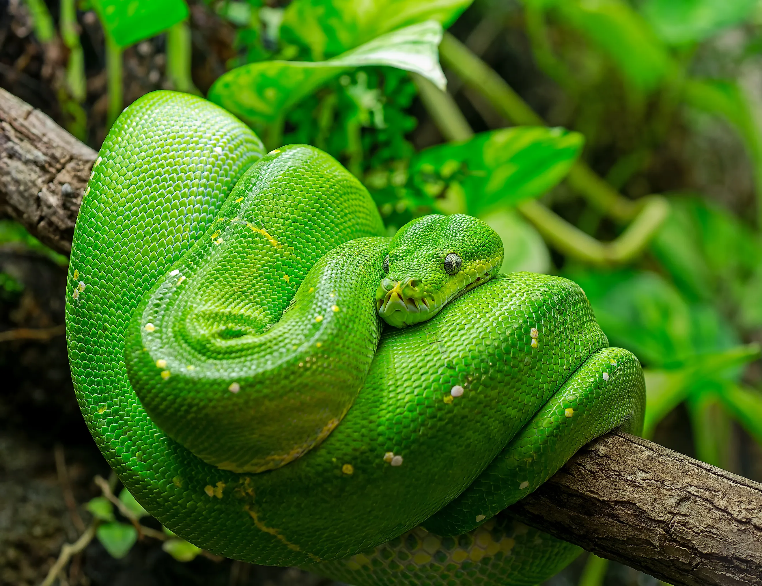 Green tree python (Morelia viridis)