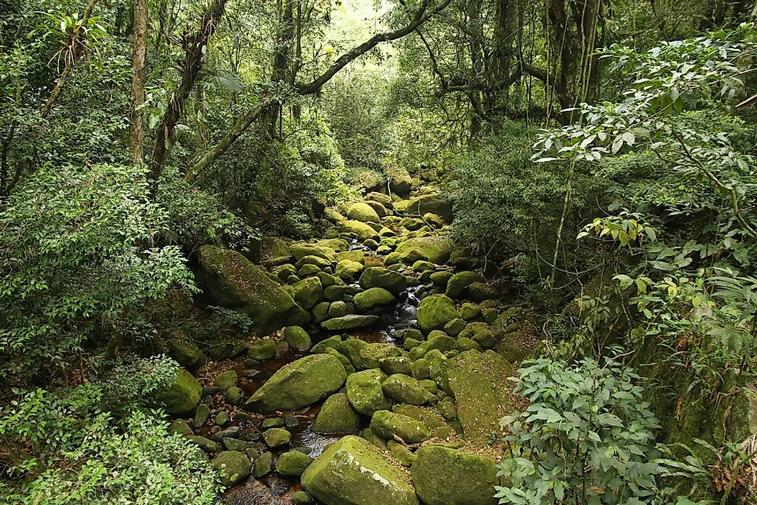 Rainforest Ecosystem