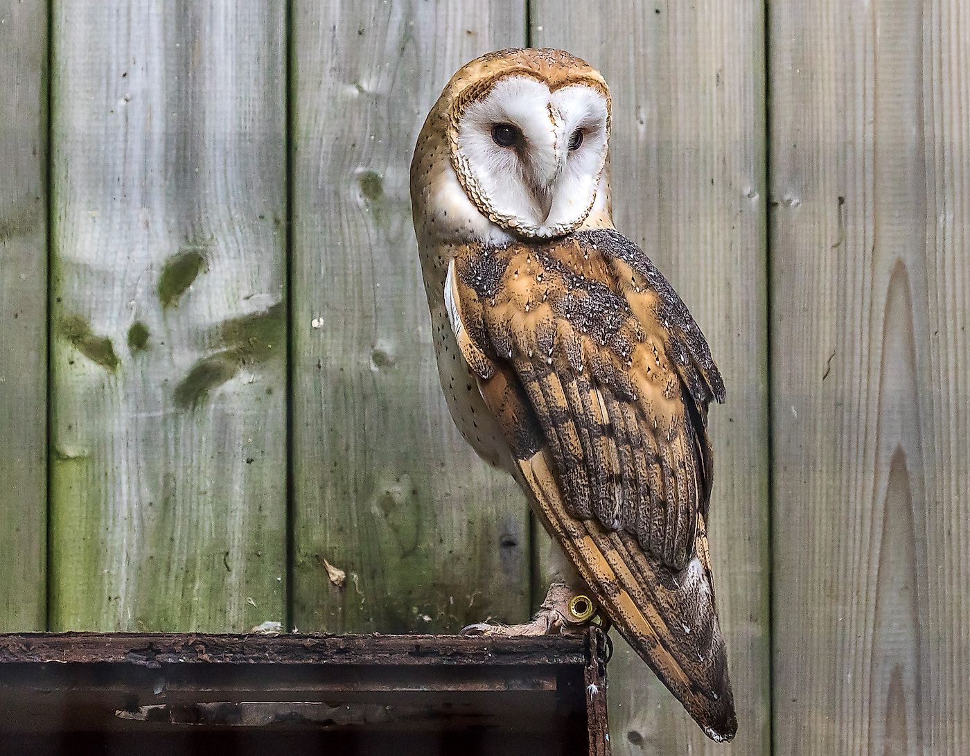 Barn Owl. Image credit: Benoit Daoust/Shutterstock.com