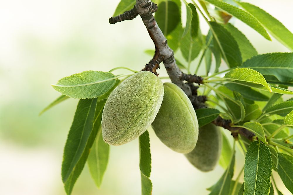 Young almond fruits.