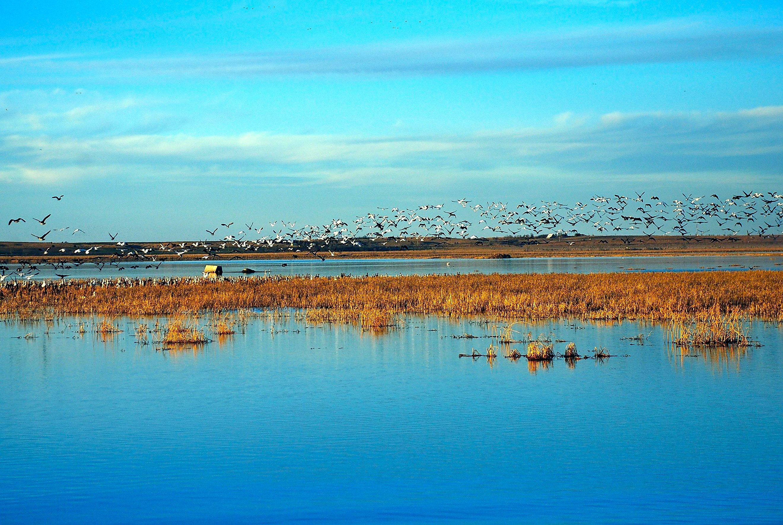 Wetlands and Wildlife Scenic Byway - Birds Flock over the Cheyenne Bottoms Wildlife Area. Editorial credit: Wikimedia Commons