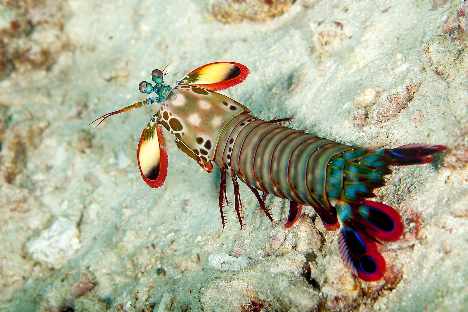 Unleash the power of the peacock mantis shrimp. Image credit: Gerald Robert Fischer - Shutterstock.