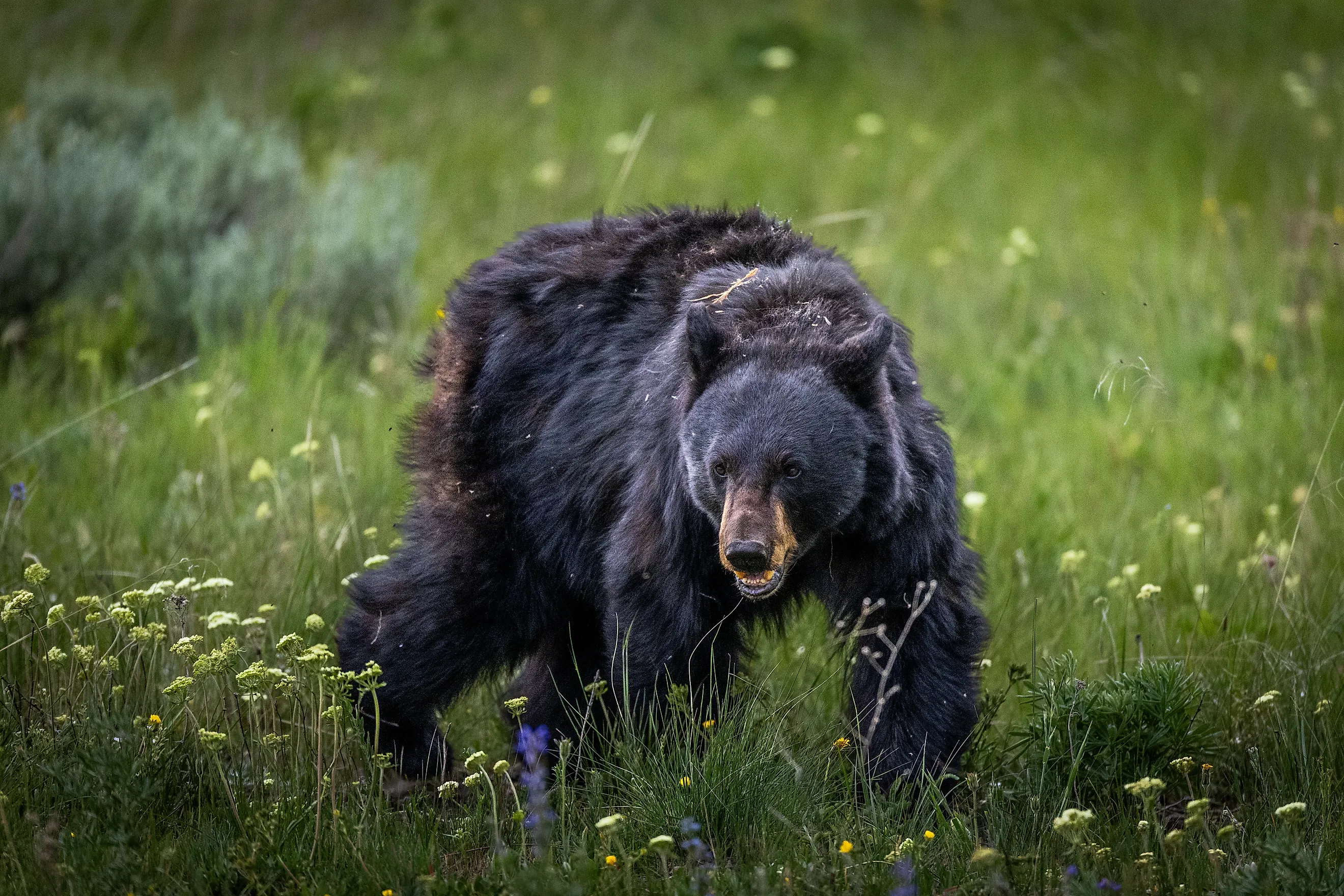A big black bear in Yellowstone National Park