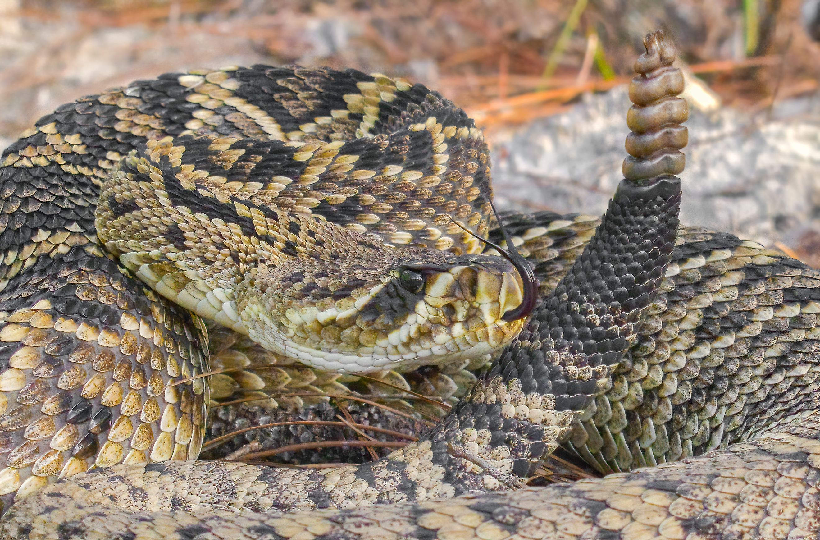 Eastern Diamondback Rattlesnake in Florida