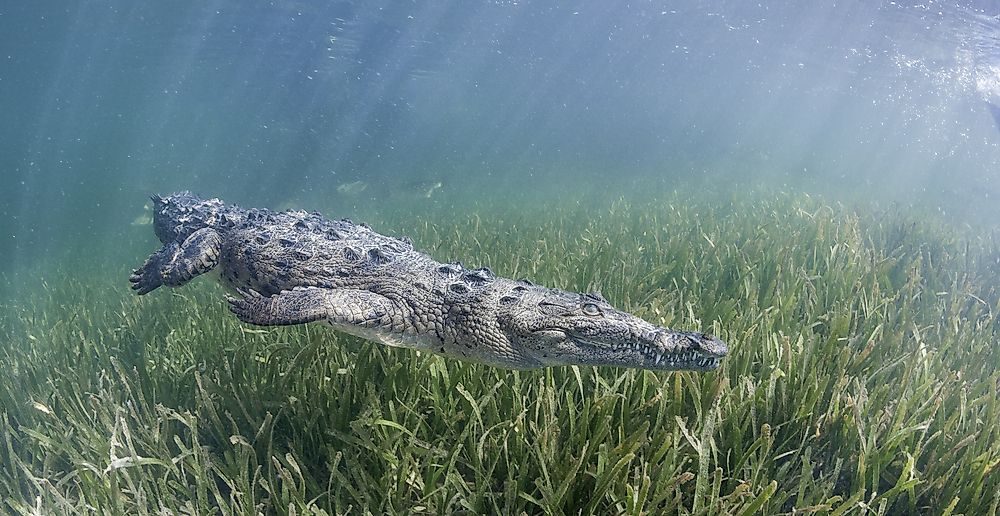 The critically endangered Cuban crocodile is found only in Cuba.