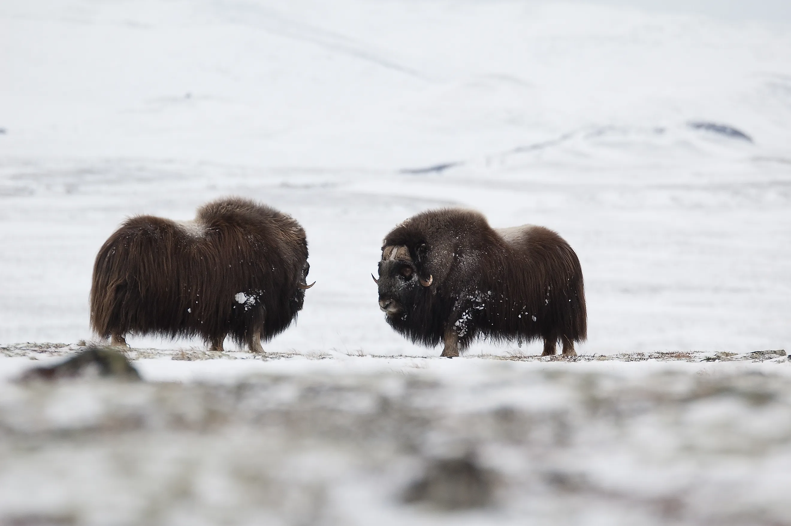 Musk-ox pair in winter in Norge, Dovrefjell Nation Park. Via Shutterstock / Zoltan Katona.