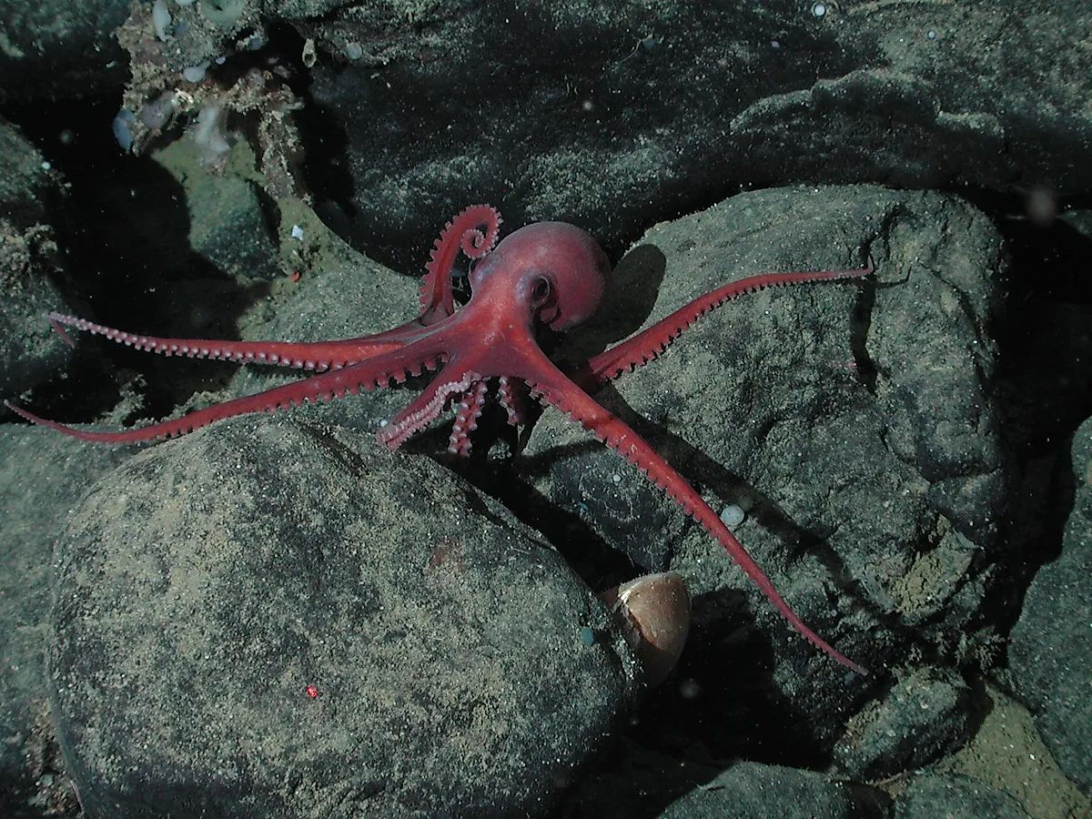 Benthoctopus and a clam near the summit of Davidson Seamount, 1,461 m (4,793 ft) deep.