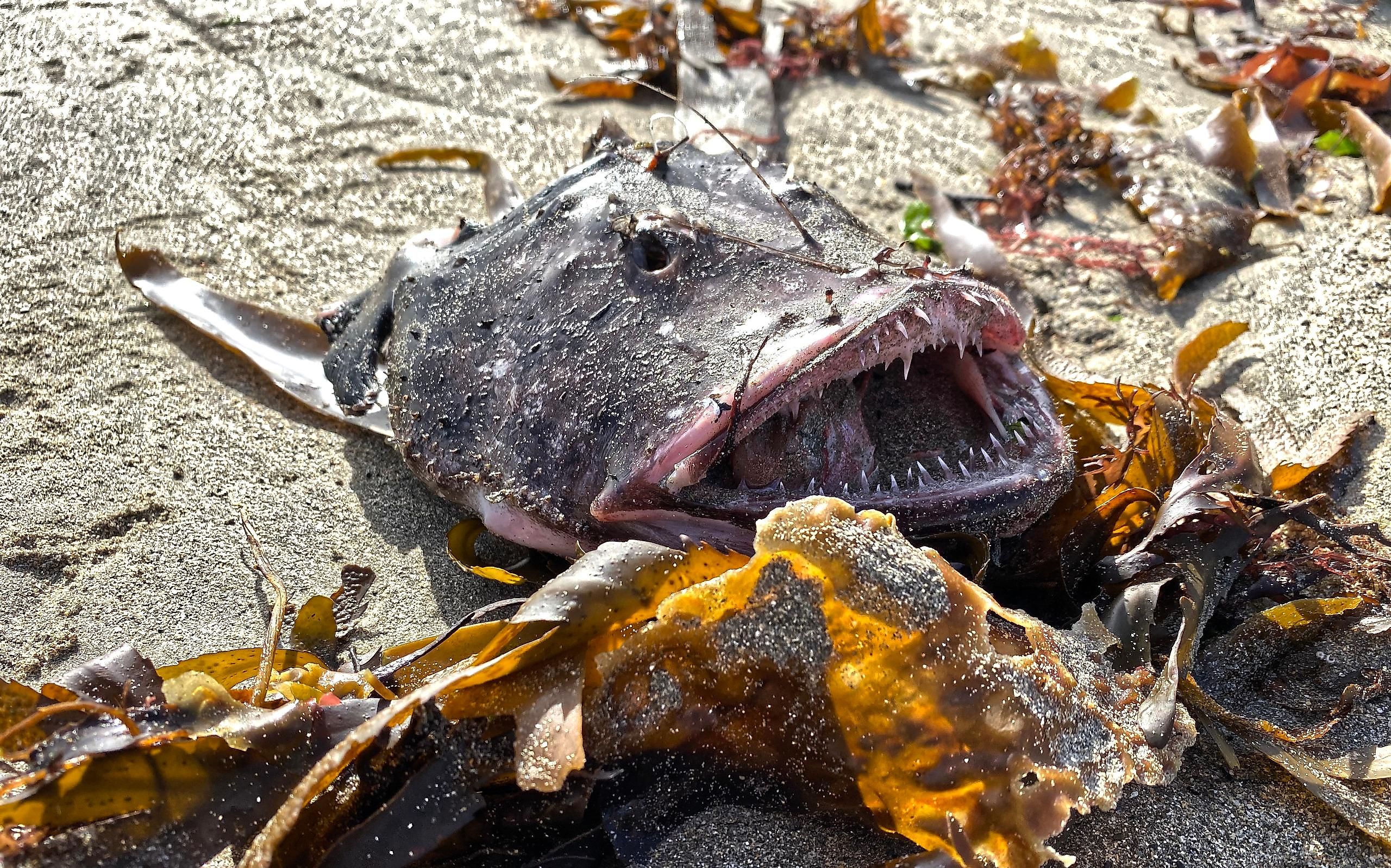 Certain subspecies of the anglerfish are starting to be recognized by Greenpeace, and added to their red list.