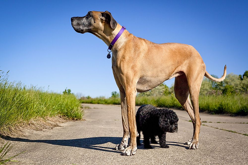 Great Danes are one of the tallest breeds of dogs.