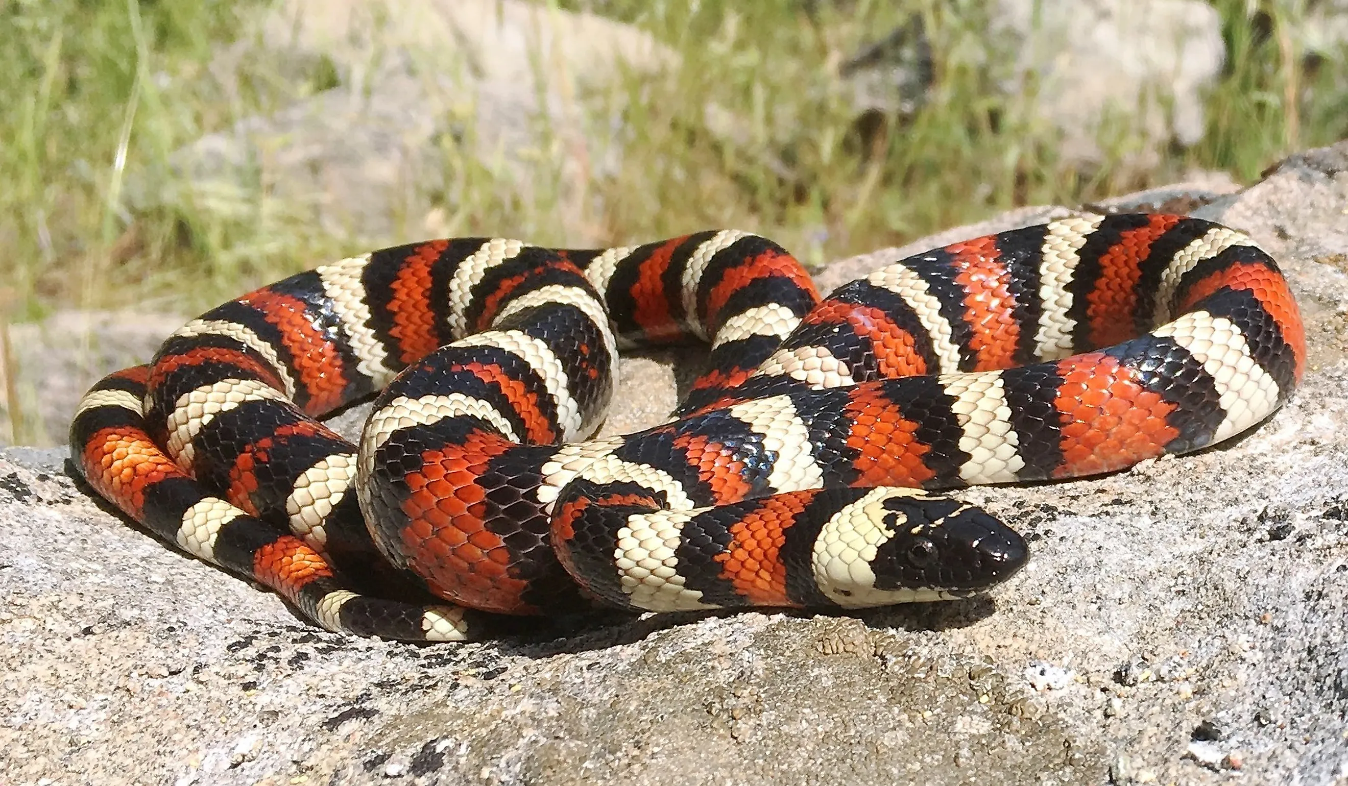 California Mountain Kingsnake, Lampropeltis zonata (multicincta), in its rocky mountain habitat.