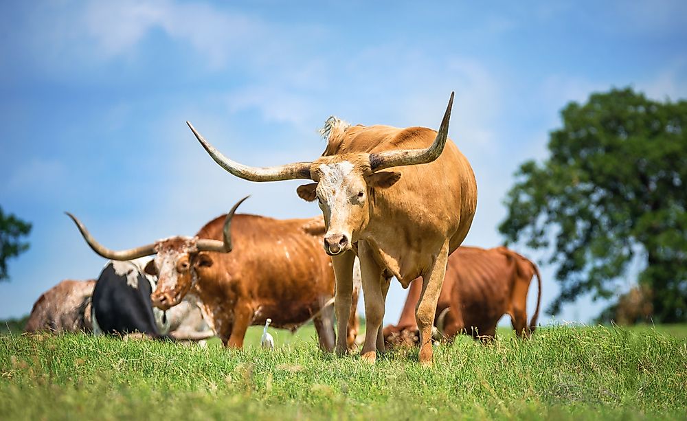 Cattle grazing in Texas.