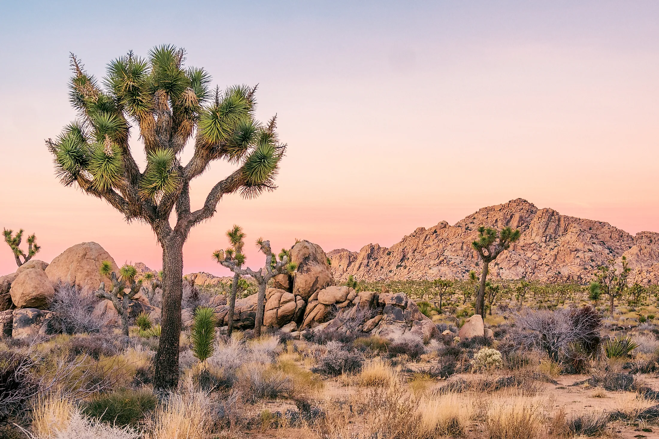 Joshua Tree National Park California Worldatlas