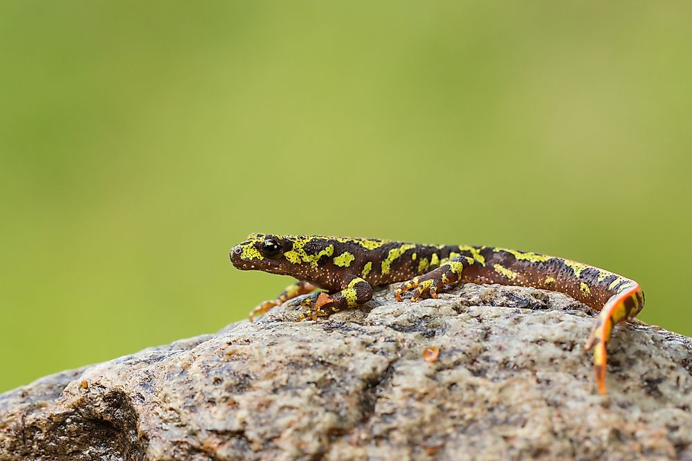 The marbled newt is found throughout Europe, including in France.
