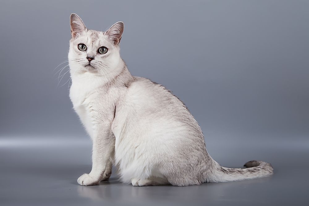 Burmilla cat.