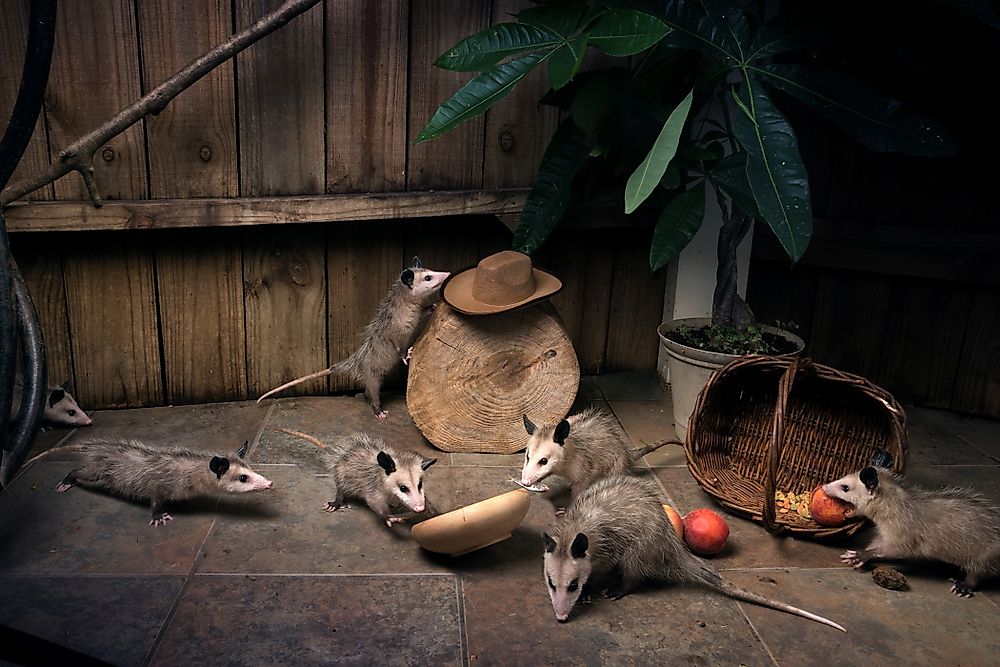 What To Do If You Find An Opossum Possum On Your Property Or Backyard Worldatlas