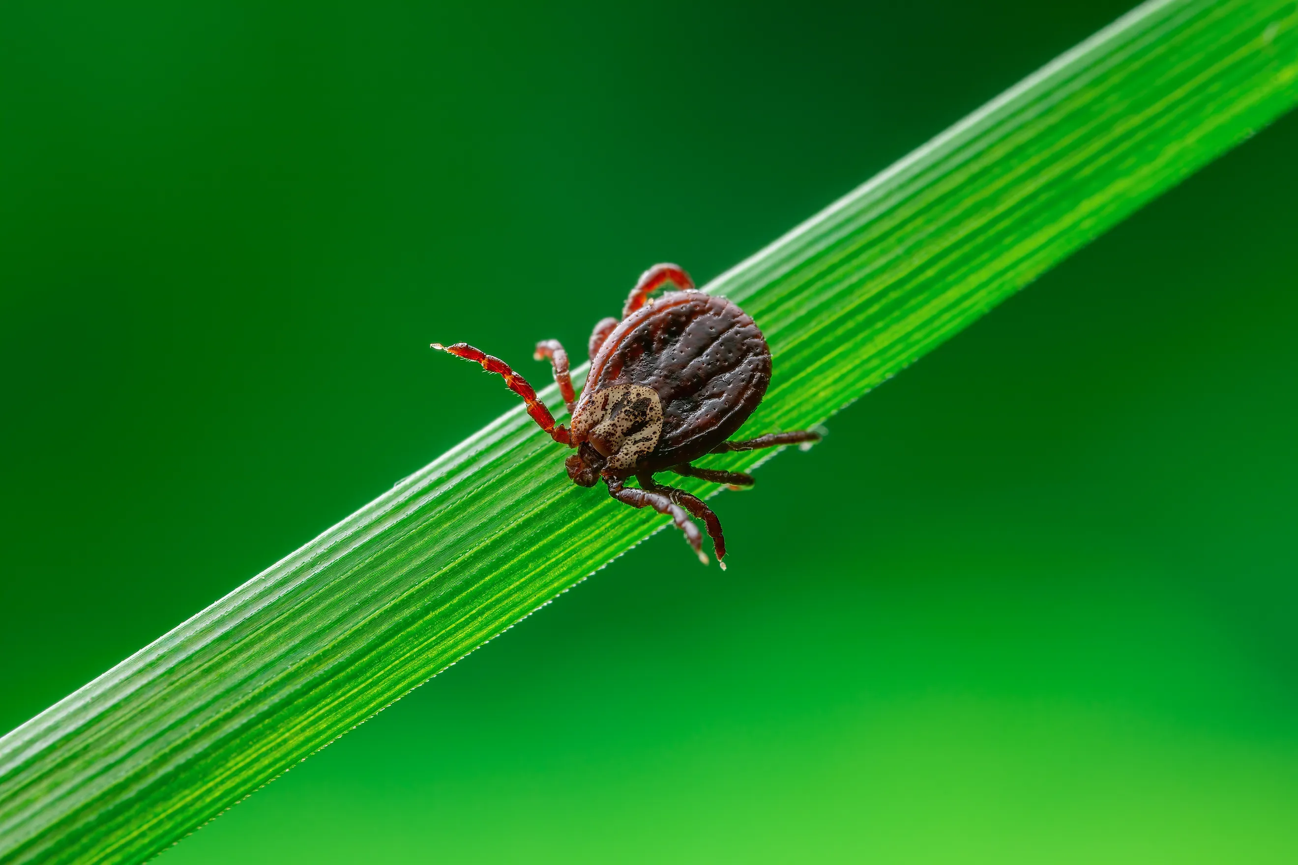 tick on grass