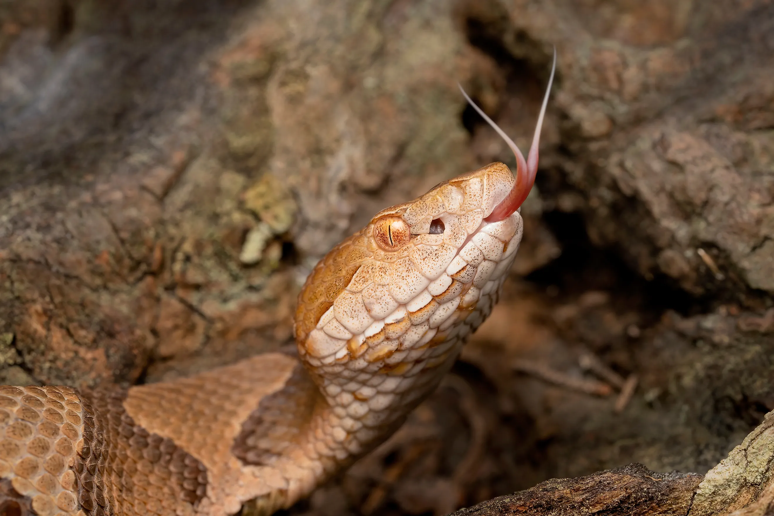 Venomous copperhead snake with a forked tongue
