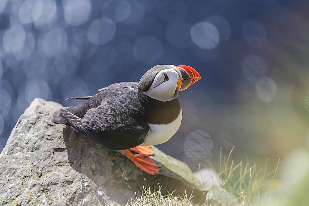 The Atlantic Puffin.