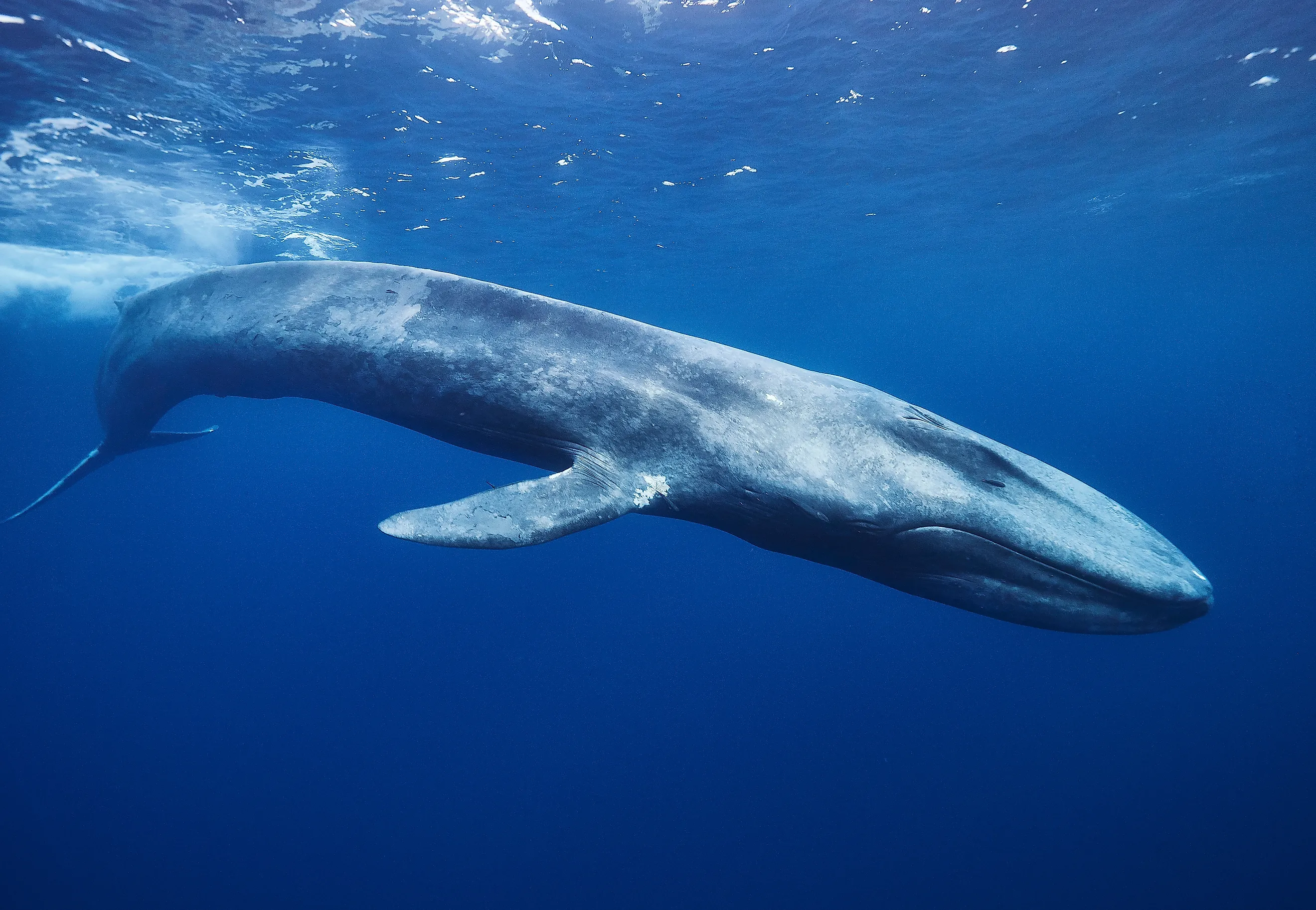 The Blue Whale is the largest seen whale off the coast of the US. Credit: Ajit S N/ Shutterstock.com