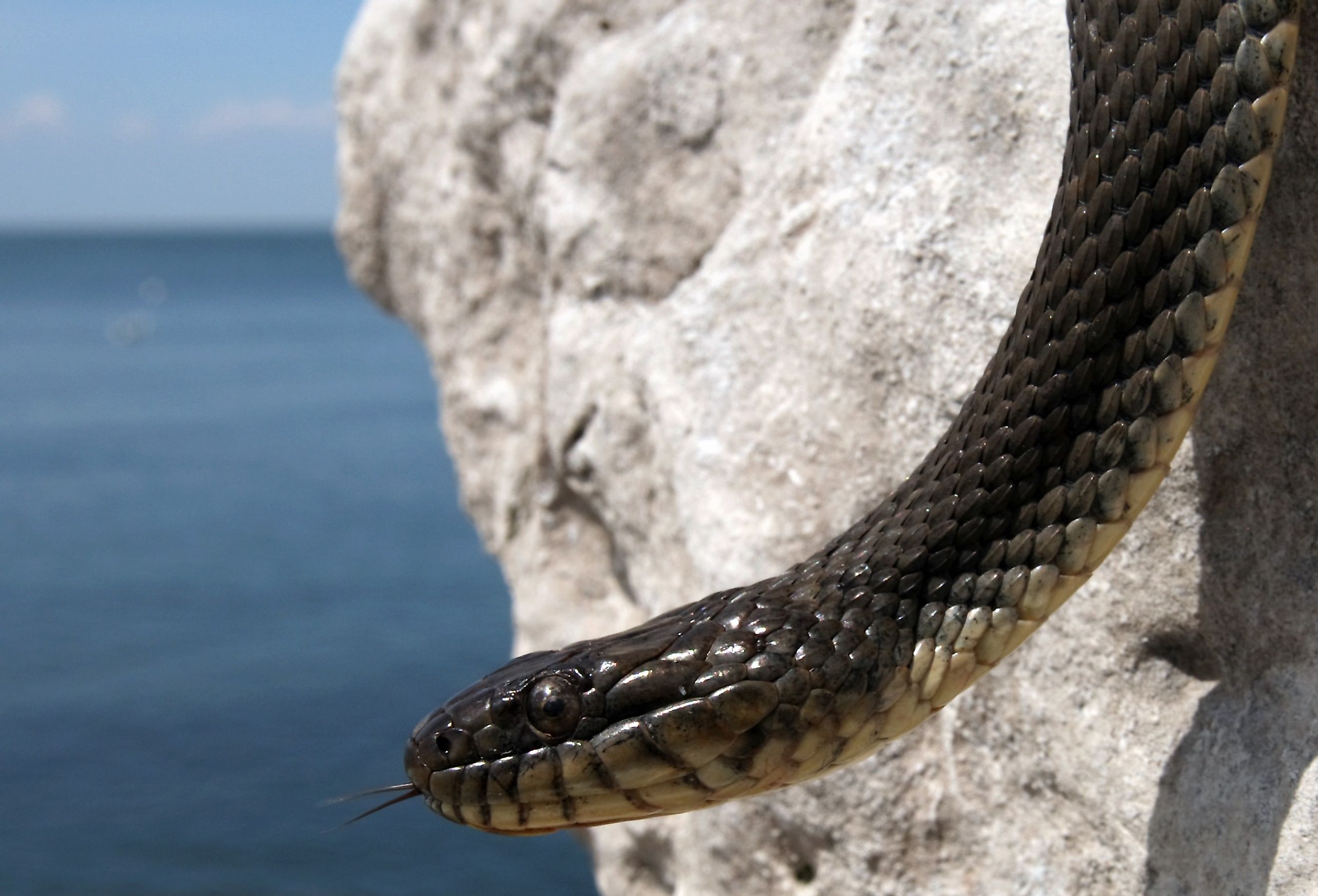 Lake Erie Watersnake (Nerodia sipedon insularum) in Ontario, Canada.