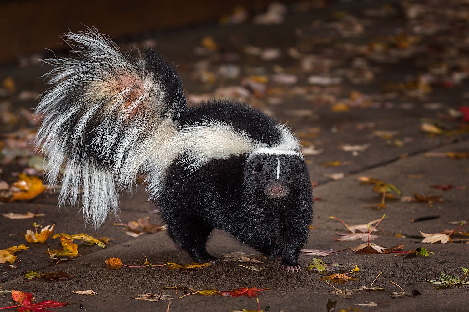 Striped Skunk (Mephitis mephitis). Image credit: Geoffrey Kuchera/Shutterstock.com