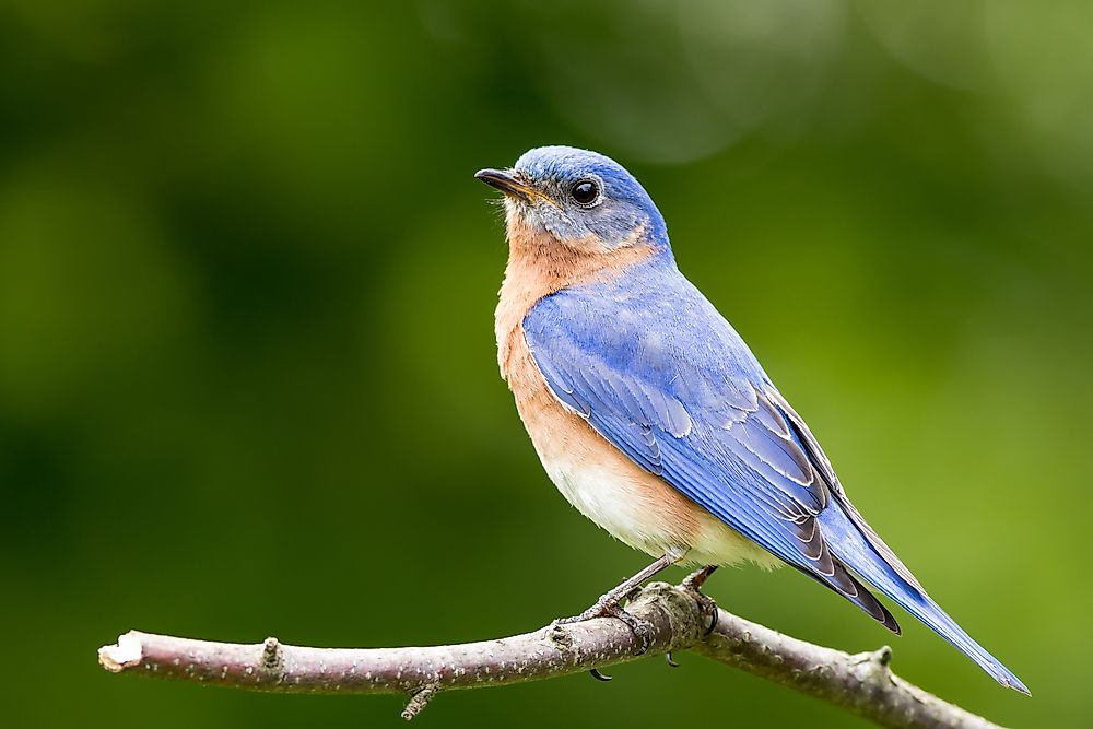 The eastern bluebird, the state bird of New York.