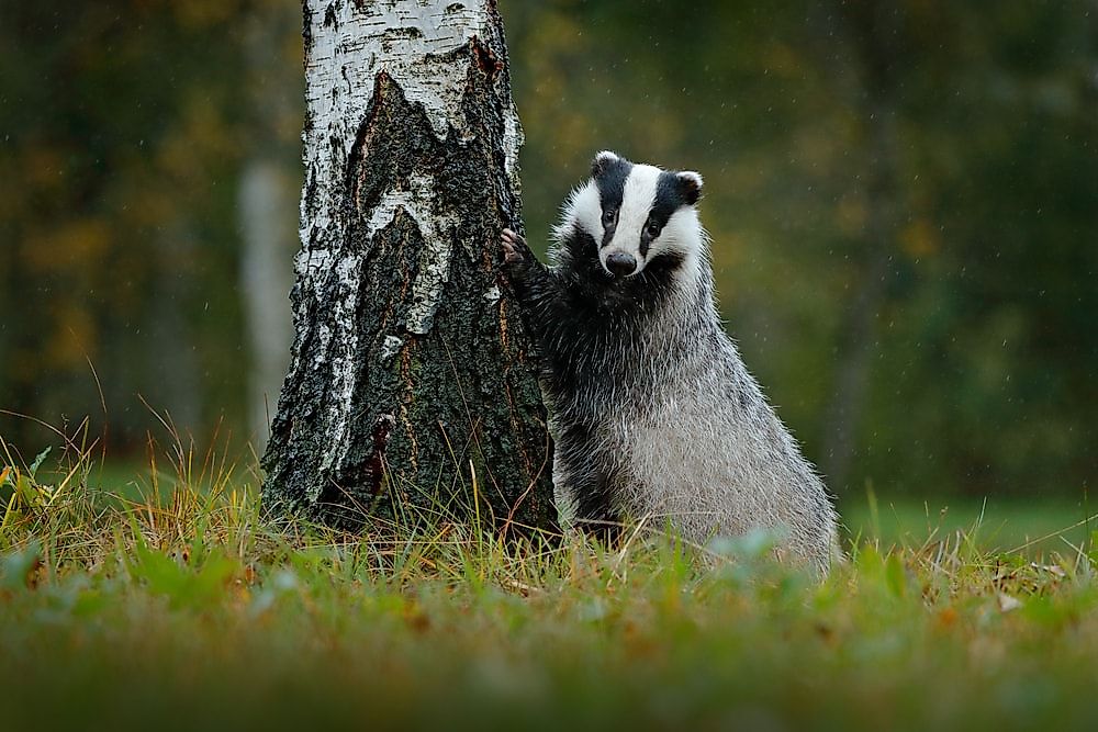 A European badger in a German forest.